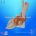 Human Life-size Foot Joint skeleton Model With Ligaments,PVC joint